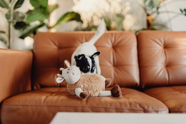 tenants-dog-playing-with-stuffed-toy-on-couch
