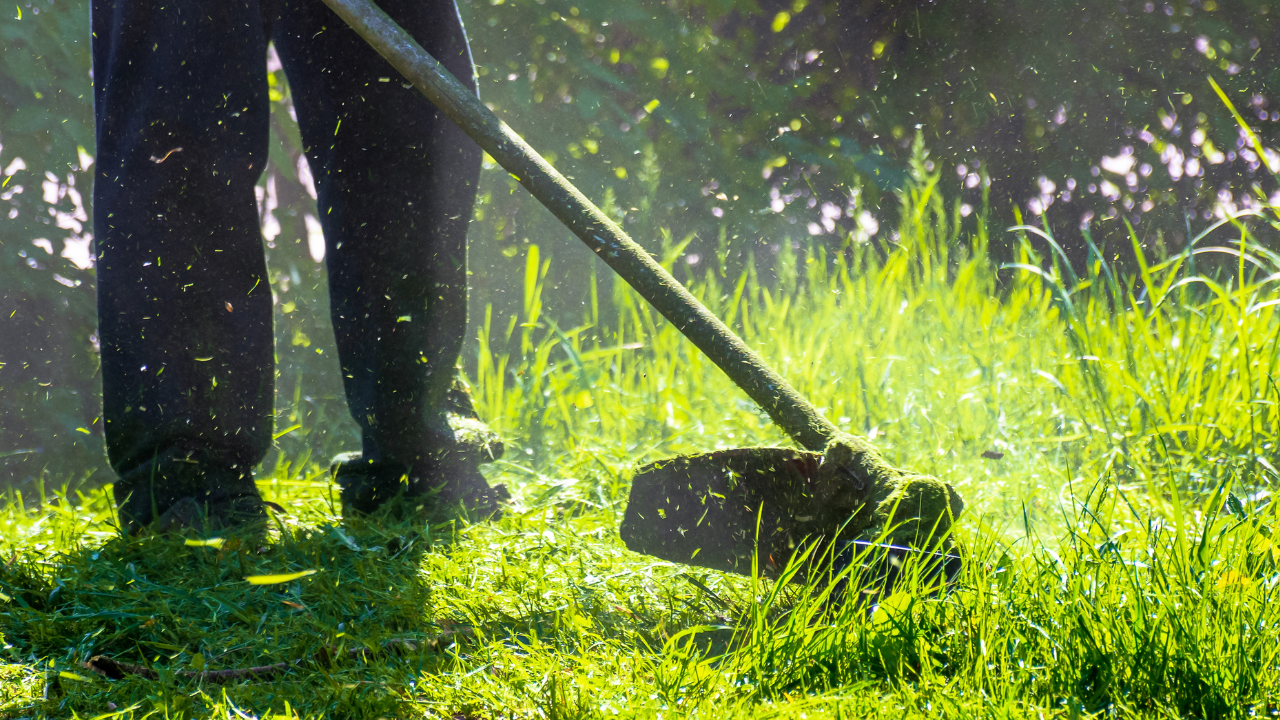 clearing lawn